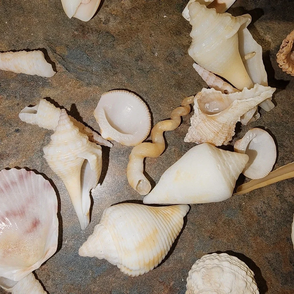 Beautiful Sea Shells Lot- Some Unique & Rare Shark teeth Aquarium Nautical Decor